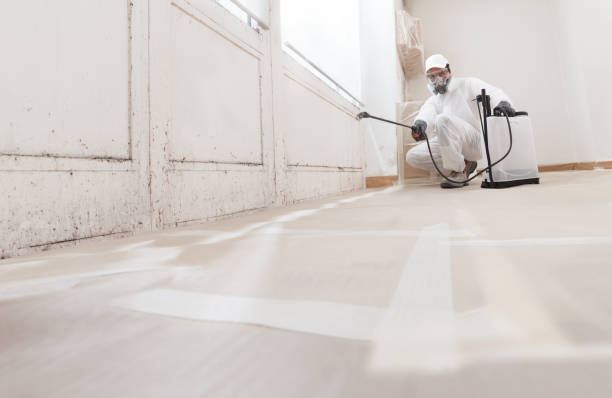 Black mold remediation team in Belle Haven